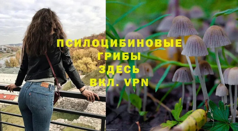 ссылка на мегу ССЫЛКА  сколько стоит  Севастополь  Псилоцибиновые грибы мицелий 